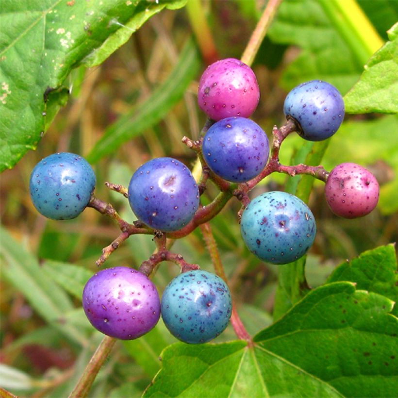 Hopeaviini - Ampelopsis glandulosa var. maximowiczii (Sadonkorjuu)