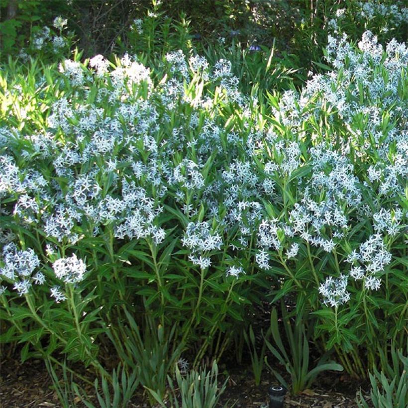 Nukkatuikki - Amsonia ciliata (Kasvutapa)