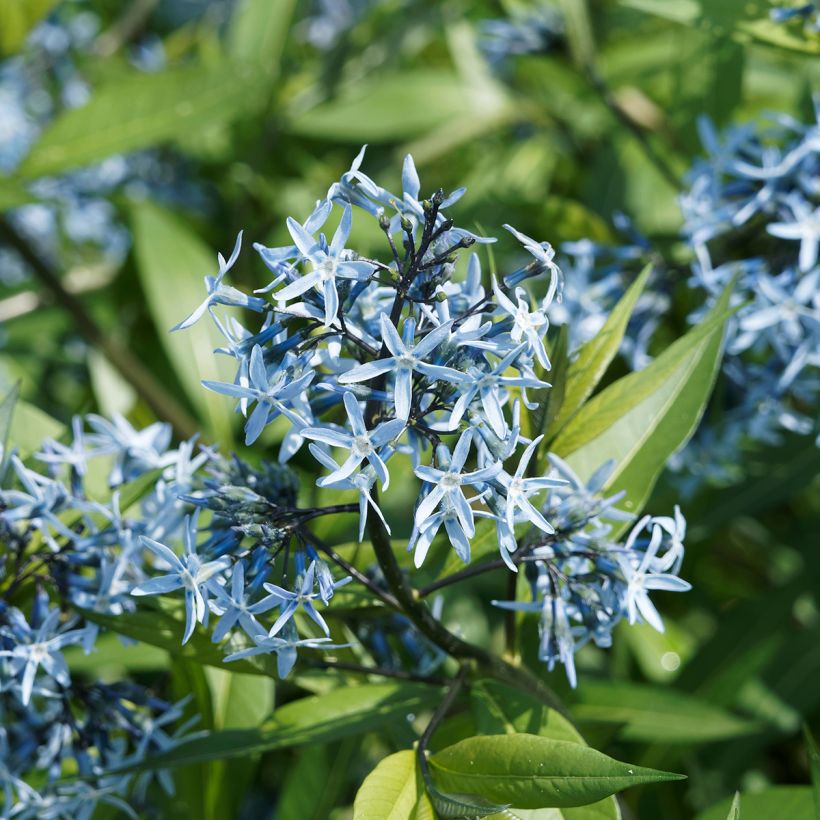 Nukkatuikki - Amsonia ciliata (Kukinta)