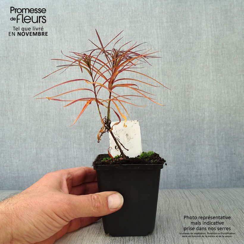 Esimerkki syksyllä toimitetusta Sinituikki - Amsonia hubrichtii 8/9 cm taimiruukku-taimesta