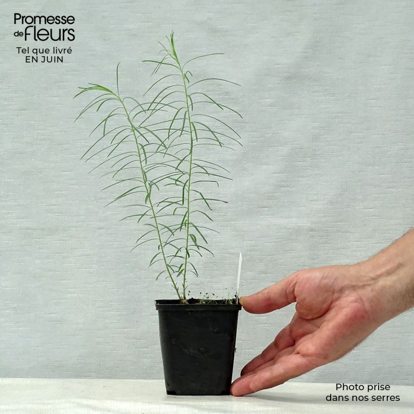 Esimerkki kesällä toimitetusta Sinituikki - Amsonia hubrichtii Godet de 8/9 cm-taimesta