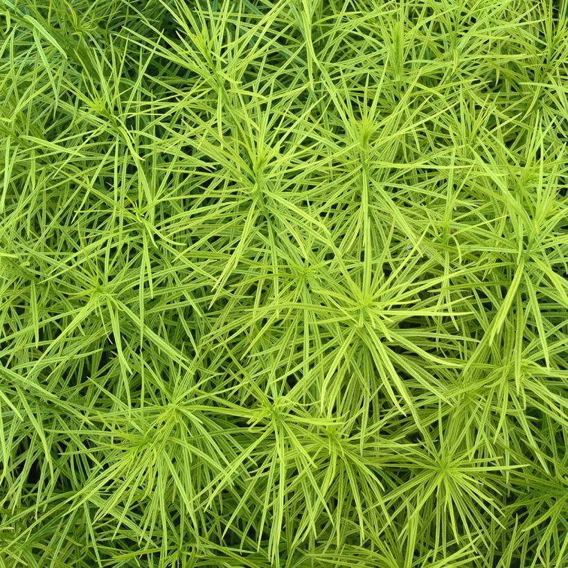 Sinituikki - Amsonia hubrichtii (Lehvistö)