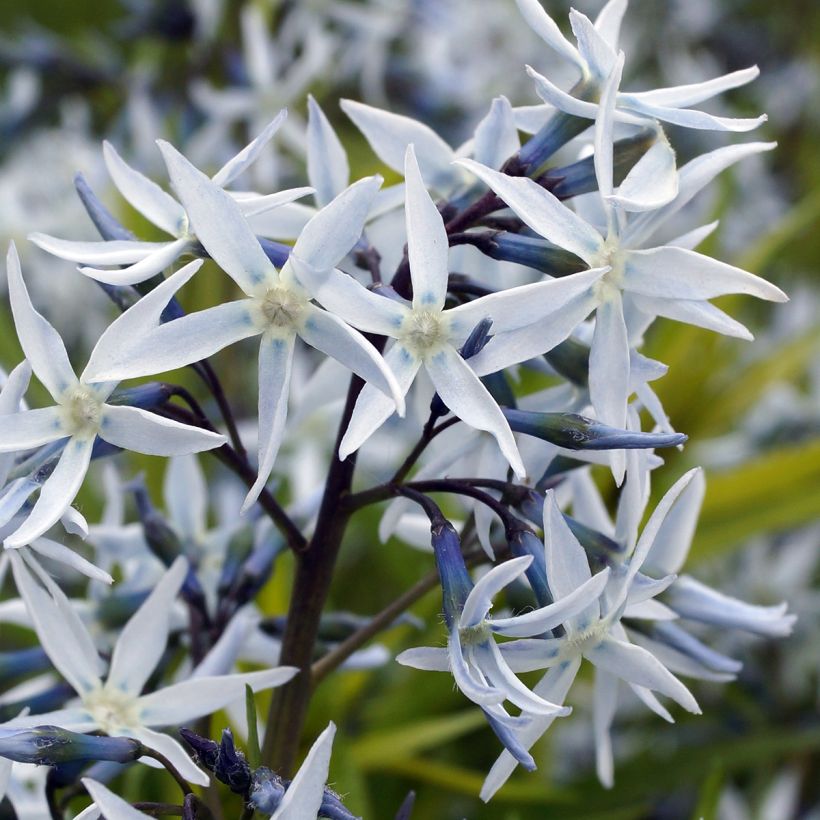 Sinituikki - Amsonia hubrichtii (Kukinta)