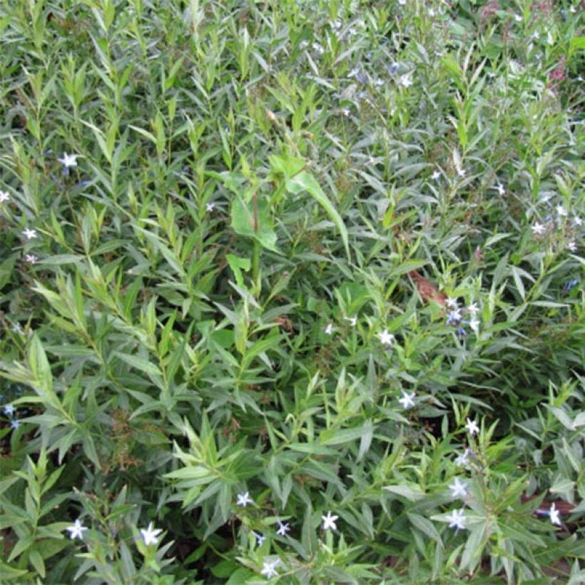 Turkintuikki - Amsonia orientalis (Lehvistö)