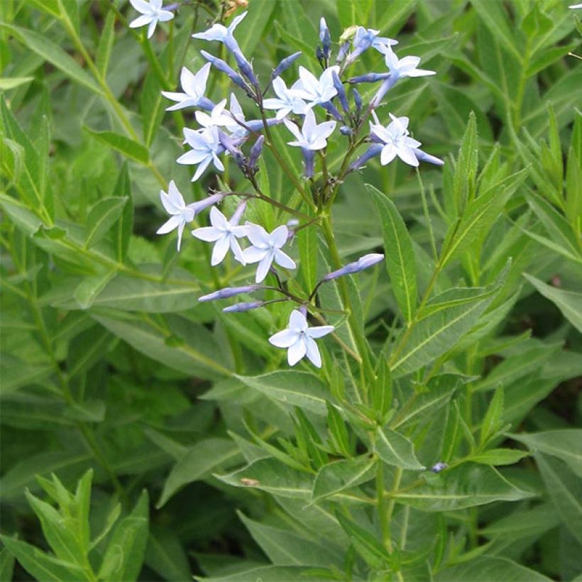 Turkintuikki - Amsonia orientalis (Kukinta)