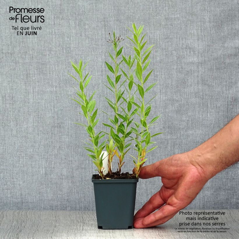 Esimerkki kesällä toimitetusta Turkintuikki - Amsonia orientalis Godet de 8/9 cm-taimesta