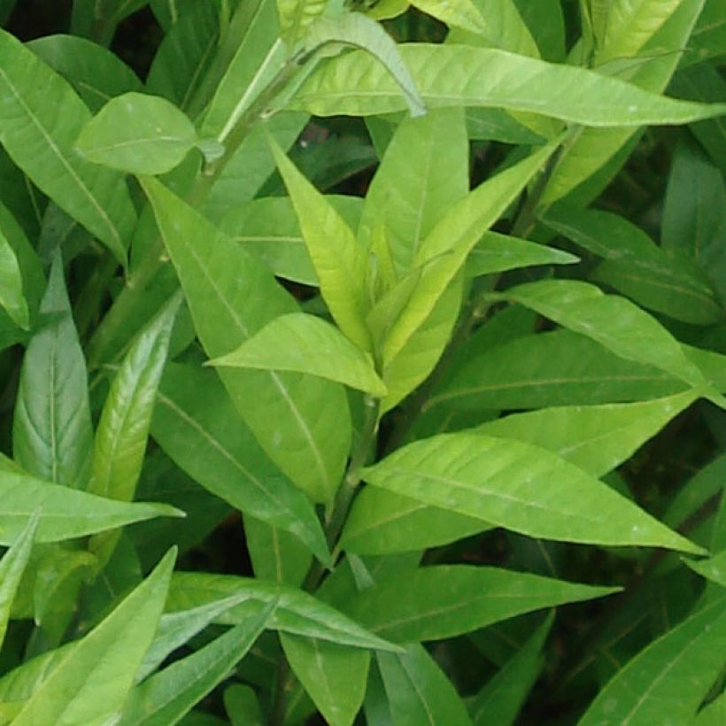 Tähtituikki var. salicifolia (Lehvistö)