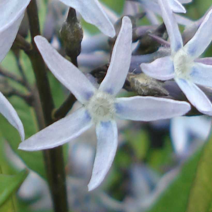 Tähtituikki var. salicifolia (Kukinta)