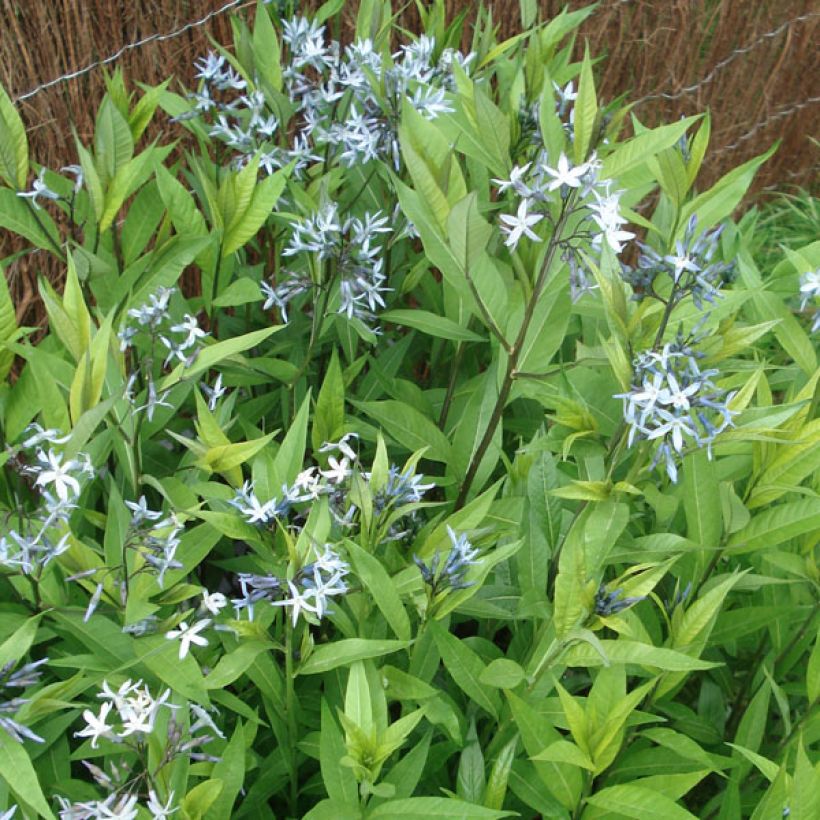 Tähtituikki var. salicifolia (Kasvutapa)