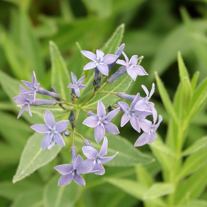 Tähtituikki var. salicifolia (Kukinta)