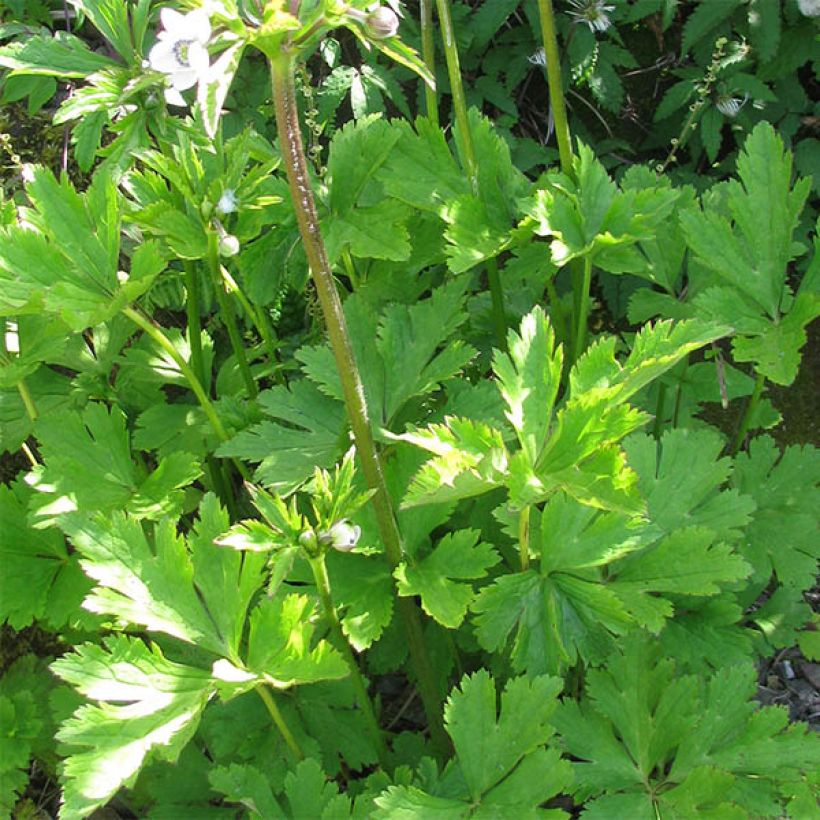 Lehtovuokko - Anemone leveillei (Lehvistö)