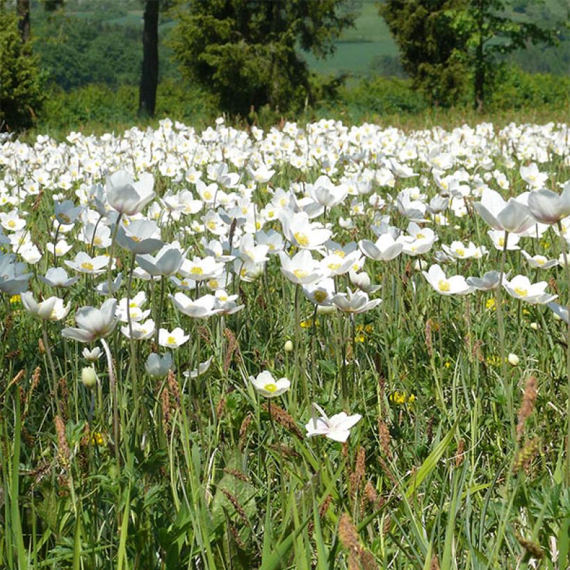 Lehtovuokko - Anemone leveillei (Kukinta)
