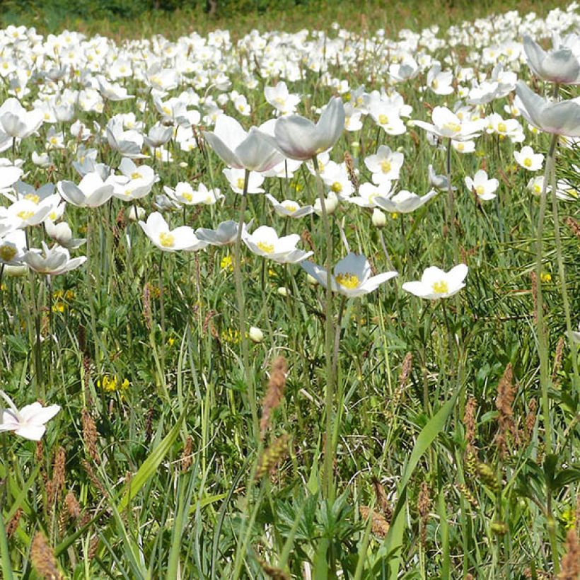 Lehtovuokko - Anemone leveillei (Kasvutapa)
