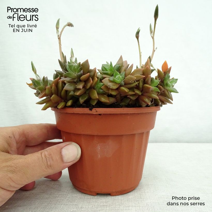 Esimerkki kesällä toimitetusta Anacampseros filamentosa Pot de 12 cm / 13 cm-taimesta