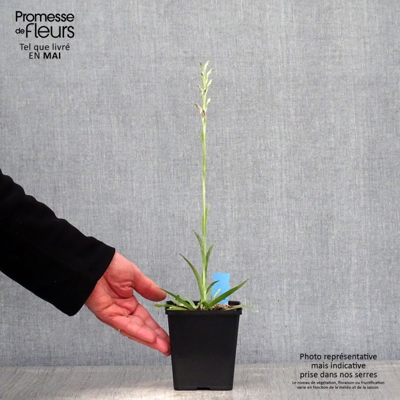 Example of Anacamptis sancta Pot de 1,5L/2L as you get in printemps
