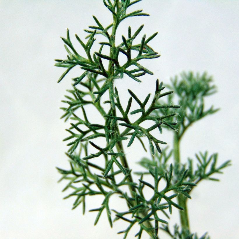 Anacyclus pyrethrum var. depressus (Lehvistö)