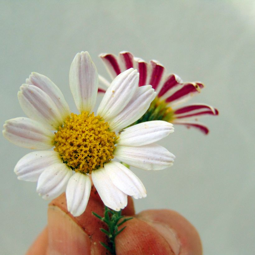 Anacyclus pyrethrum var. depressus (Kukinta)