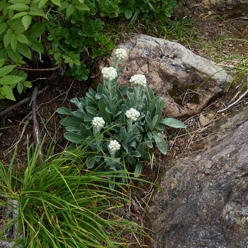 Pikkunukkajäkkärä - Anaphalis alpicola (Kasvutapa)