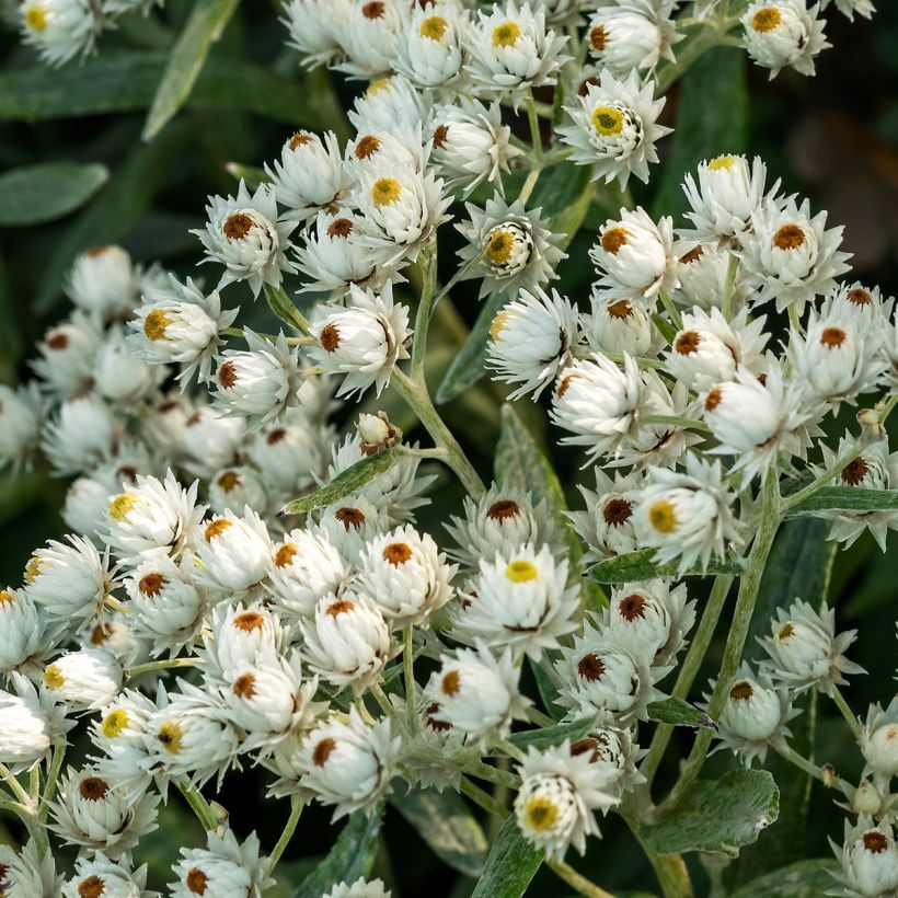 Villanukkajäkkärä Sommerschnee (Kukinta)