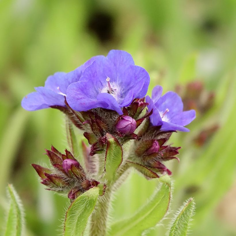 Italianrasti Loddon Royalist (Kukinta)