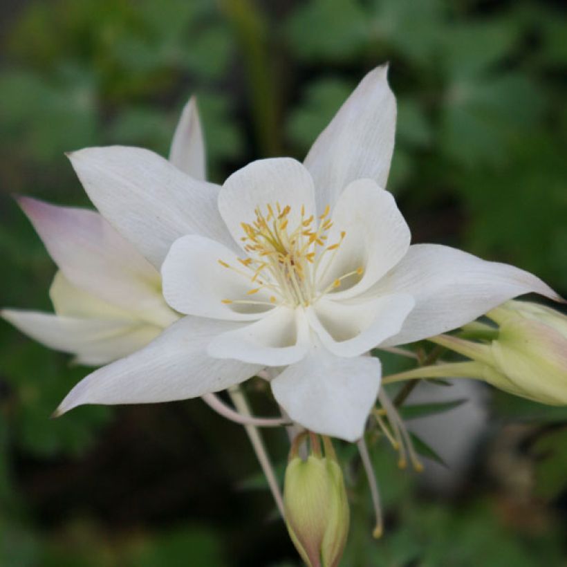 Jaloakileija Snow Queen (Kukinta)
