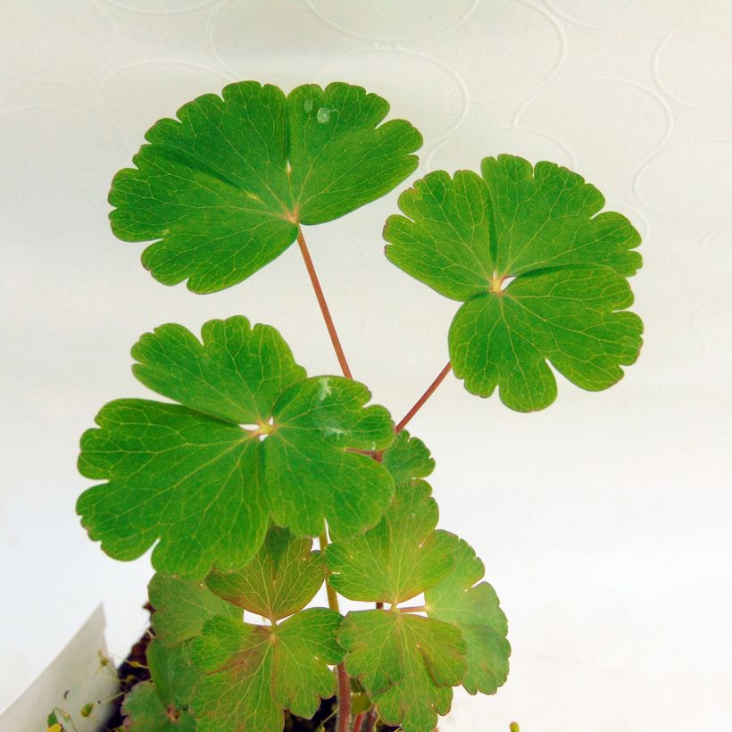 Sysiakileija - Aquilegia atrata (Lehvistö)