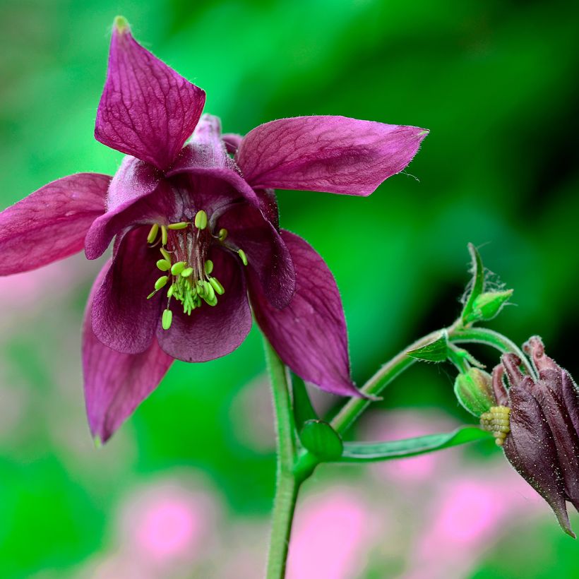 Sysiakileija - Aquilegia atrata (Kukinta)