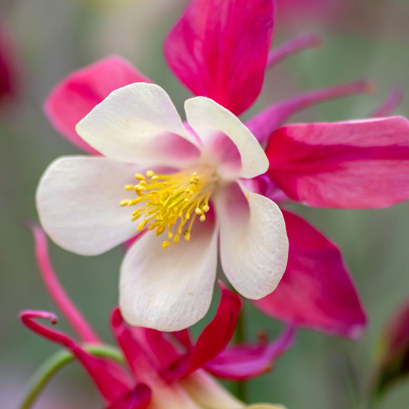 Jaloakileija Rose Queen (Kukinta)
