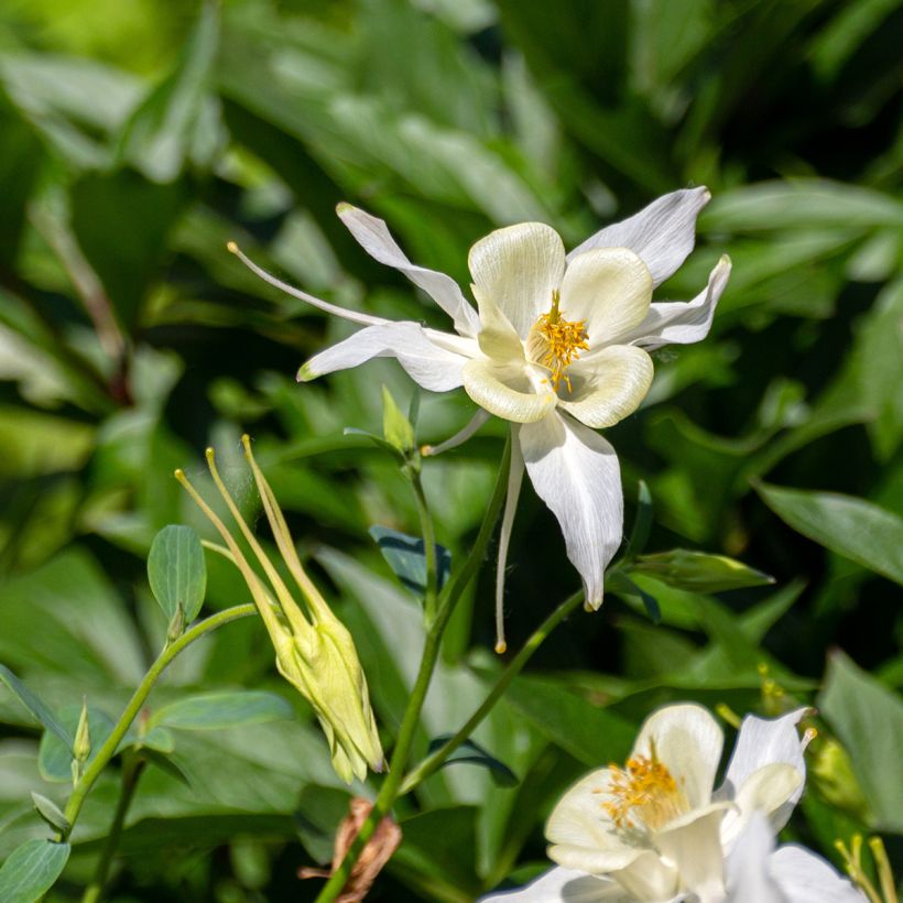 Tuoksuakileija - Aquilegia fragrans (Kukinta)