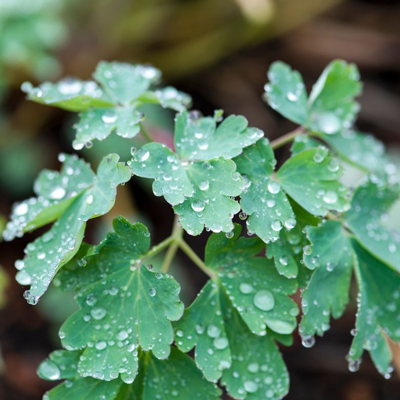 Haukanakileija - Aquilegia longissima (Lehvistö)