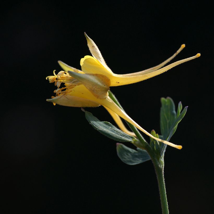 Haukanakileija - Aquilegia longissima (Kukinta)
