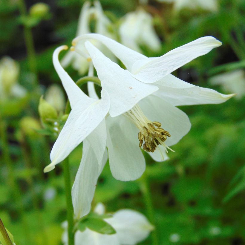 Akileija Munstead White (Kukinta)
