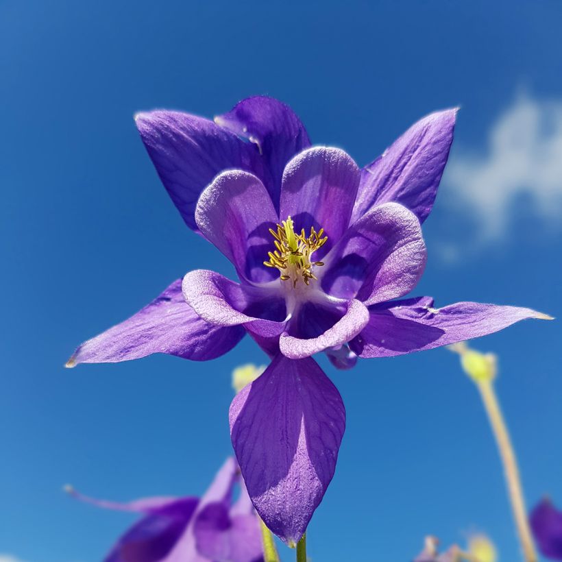 Lehtoakileija - Aquilegia vulgaris (Kukinta)