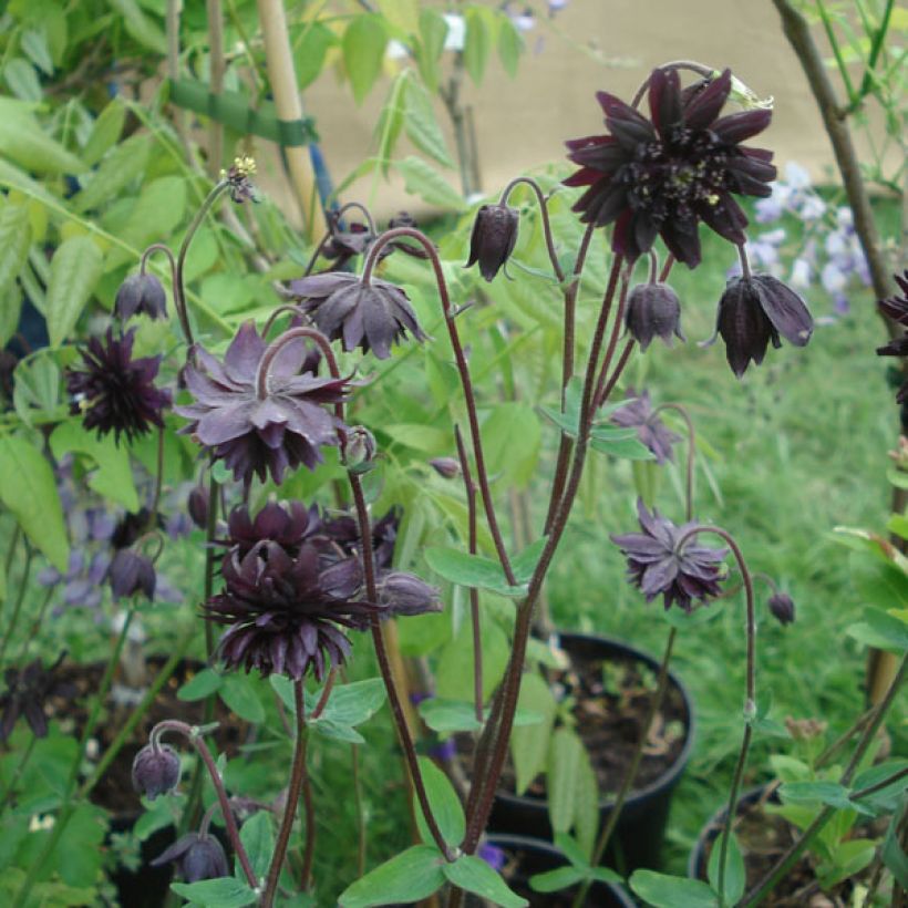 Lehtoakileija var. stellata Black Barlow (Kasvutapa)