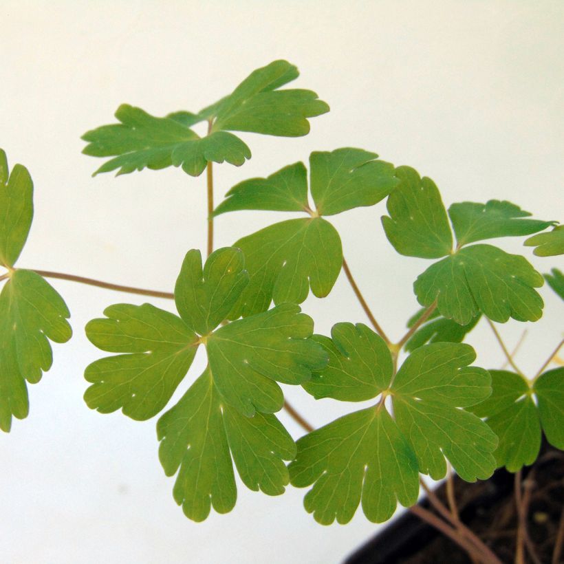 Lehtoakileija Blue Star (Lehvistö)
