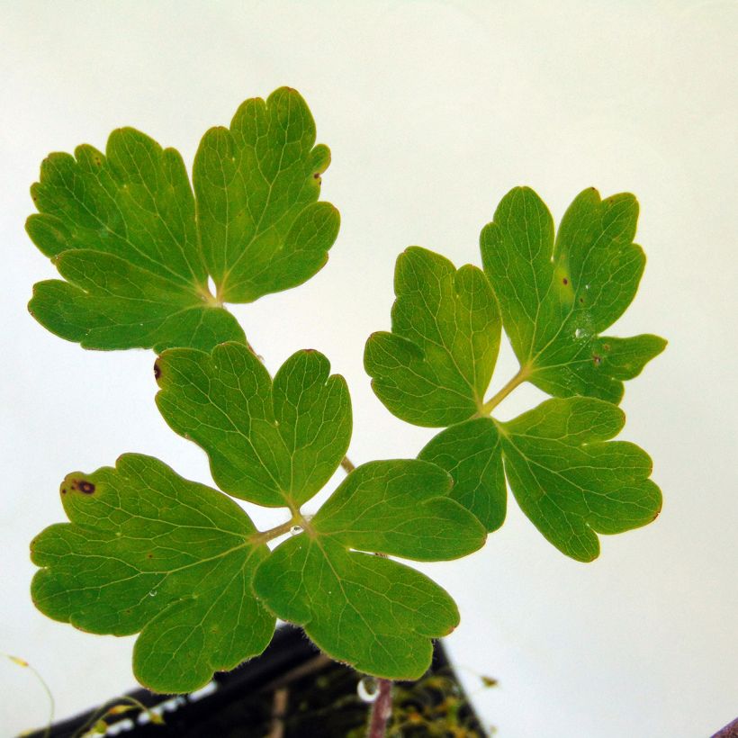 Lehtoakileija Clementine Blue (Lehvistö)