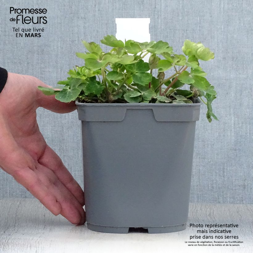 Esimerkki keväällä toimitetusta Lehtoakileija Clementine Blue Pot de 2L/3L-taimesta