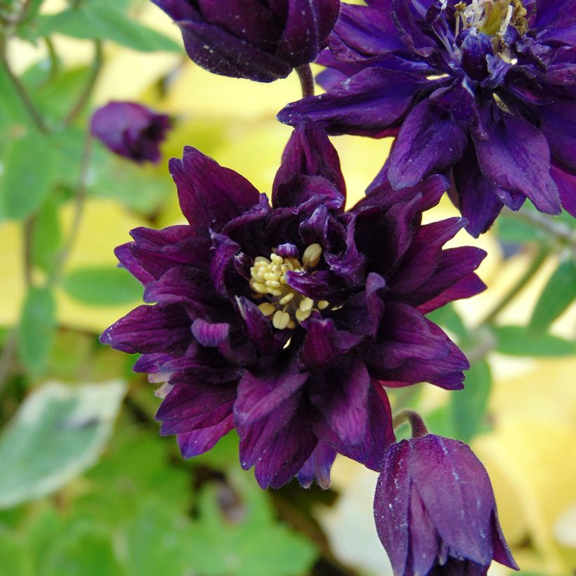 Lehtoakileija Clementine Dark Purple (Kukinta)