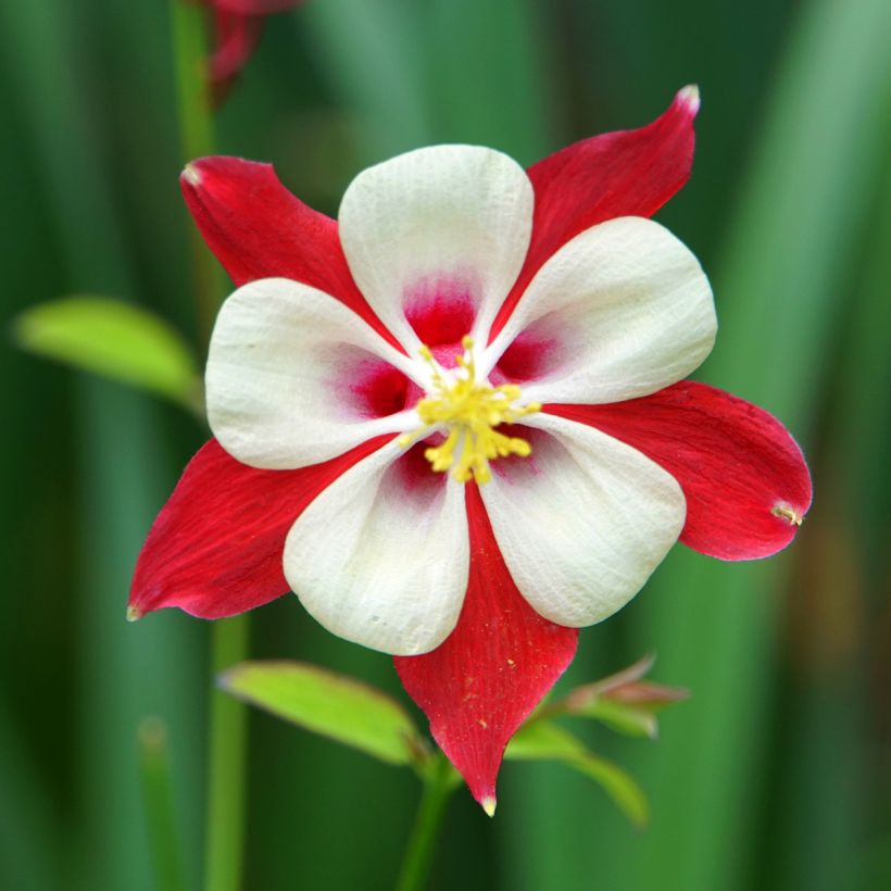 Lehtoakileija Crimson Star (Kukinta)
