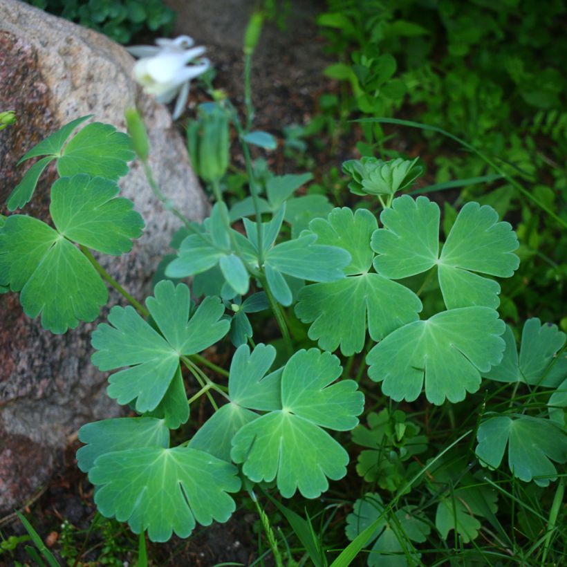 Akileija var. pumila alba (Kasvutapa)
