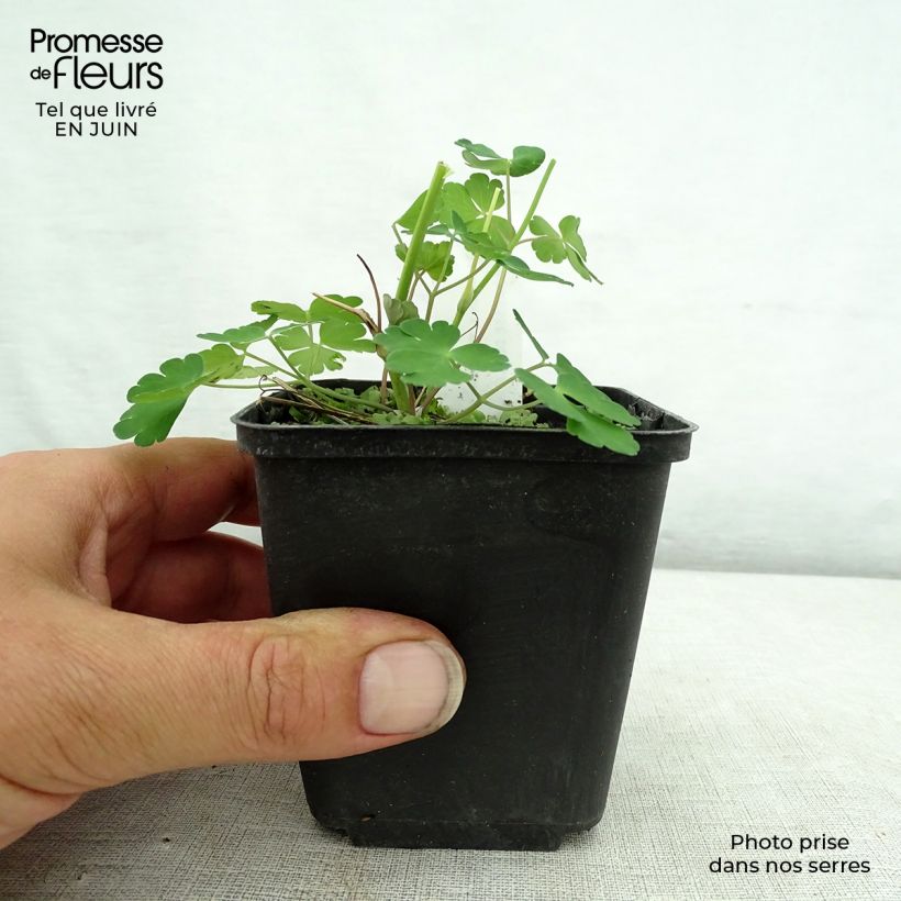 Esimerkki kesällä toimitetusta Lehtoakileija Winky Double Dark Blue White Godet de 8/9 cm-taimesta