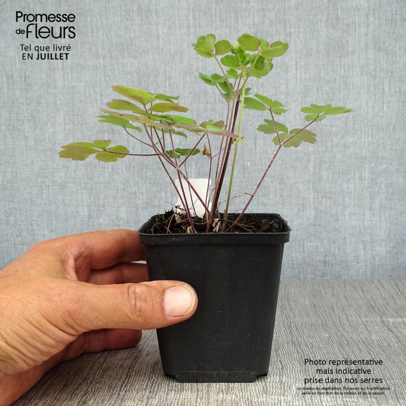 Esimerkki kesällä toimitetusta Lehtoakileija Winky Double Rose White Godet de 8/9 cm-taimesta