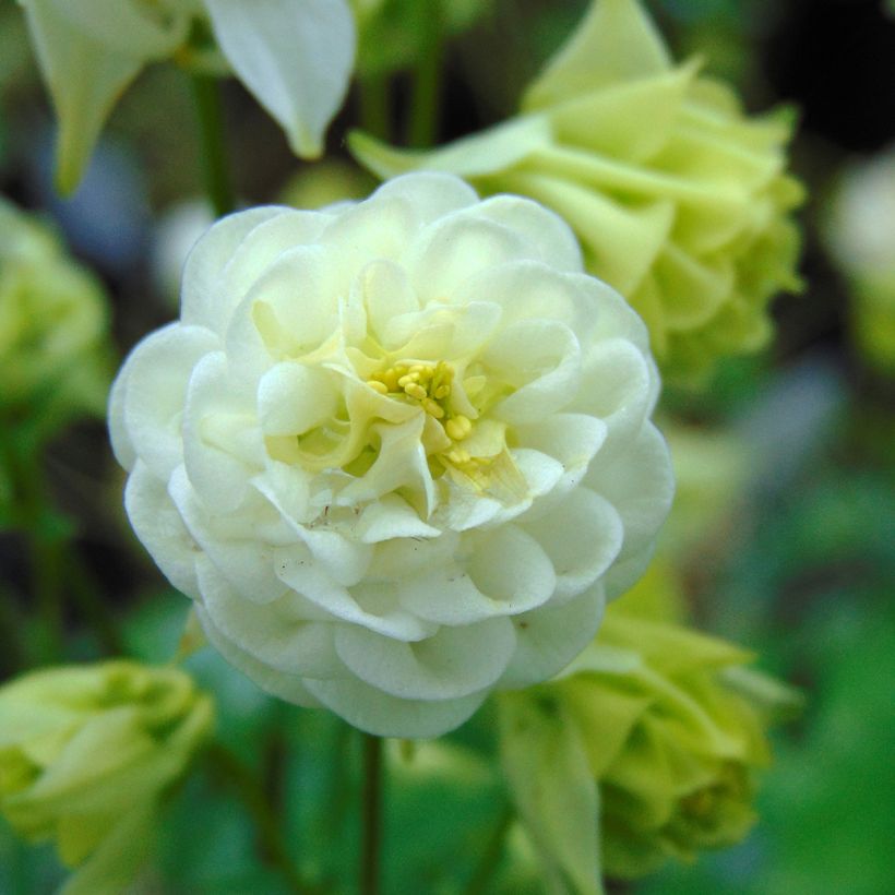 Lehtoakileija Winky White and White (Kukinta)