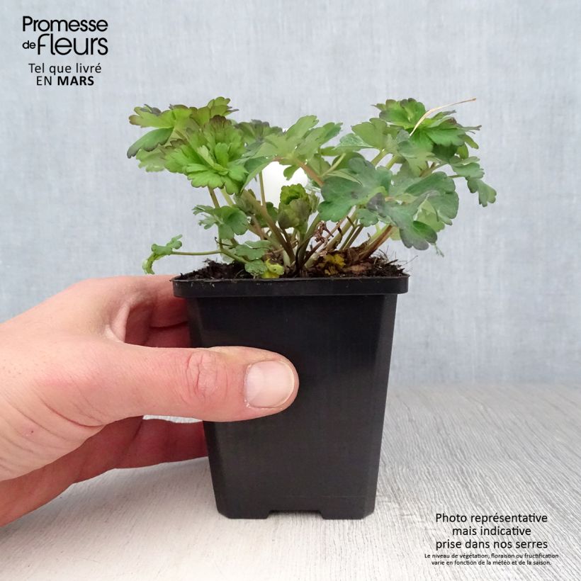 Esimerkki keväällä toimitetusta Jaloakileija Snow Queen Godet de 8/9 cm-taimesta
