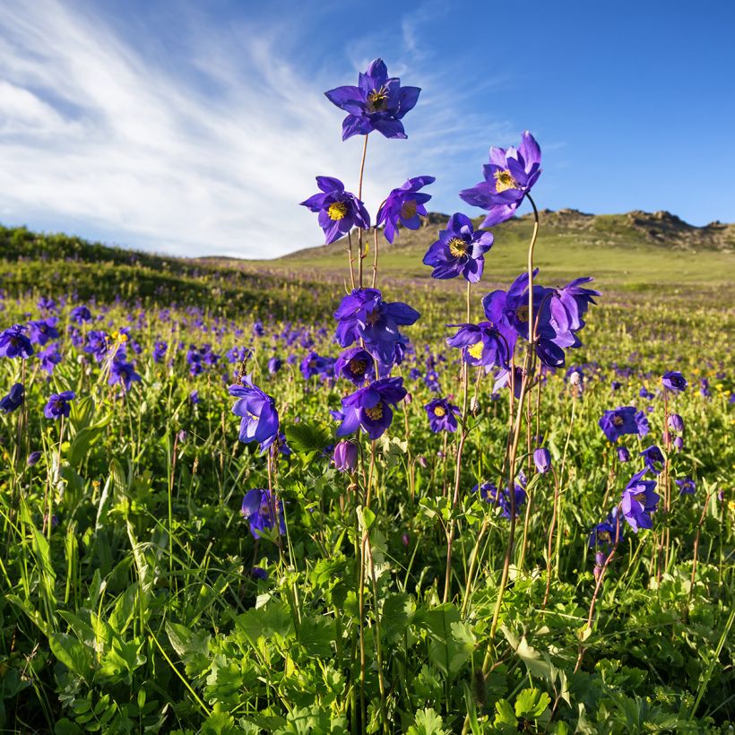 Alppiakileija - Aquilegia alpina (Plant habit)
