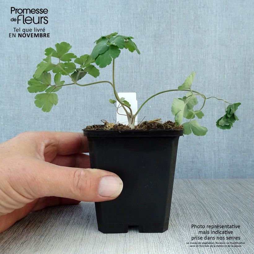 Esimerkki syksyllä toimitetusta Alppiakileija - Aquilegia alpina 8/9 cm taimiruukku-taimesta