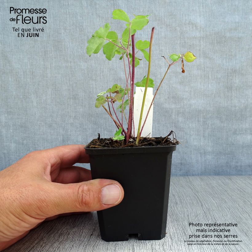 Esimerkki kesällä toimitetusta Alppiakileija - Aquilegia alpina Taimiruukku 8/9 cm-taimesta