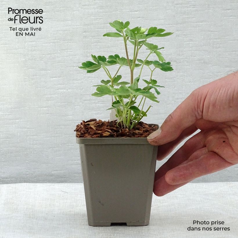 Example of Alppiakileija - Aquilegia alpina Godet de 8/9 cm as you get in printemps