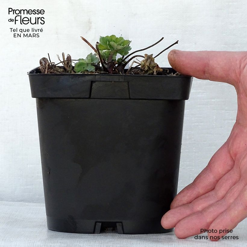 Example of Alppiakileija - Aquilegia alpina Pot de 2L/3L as you get in printemps