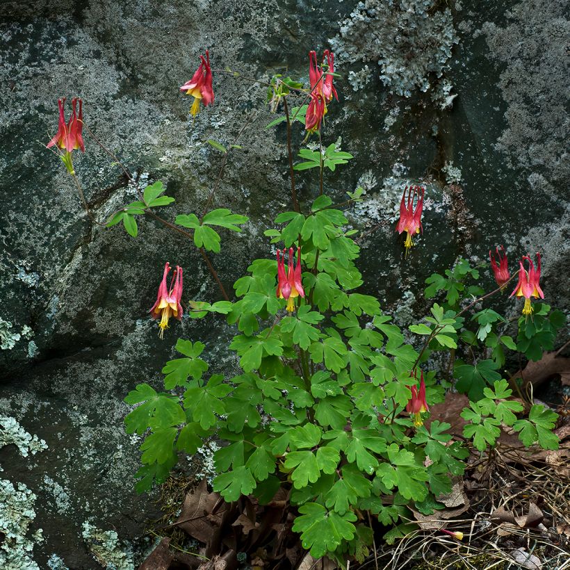Kanadanakileija - Aquilegia canadensis (Kasvutapa)
